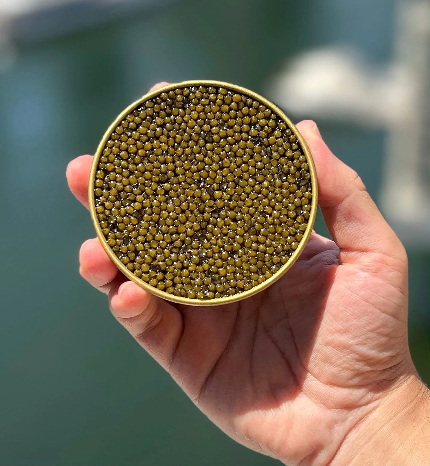 An open tin of golden caviar at IGY Ibiza Marina